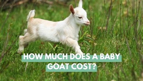 how much money does a goat cost
